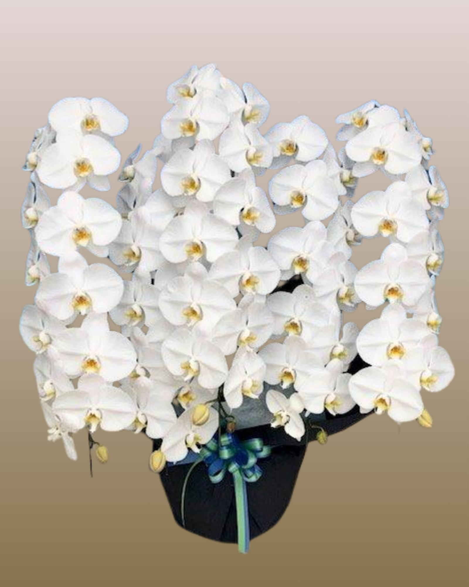 5本立ち65輪